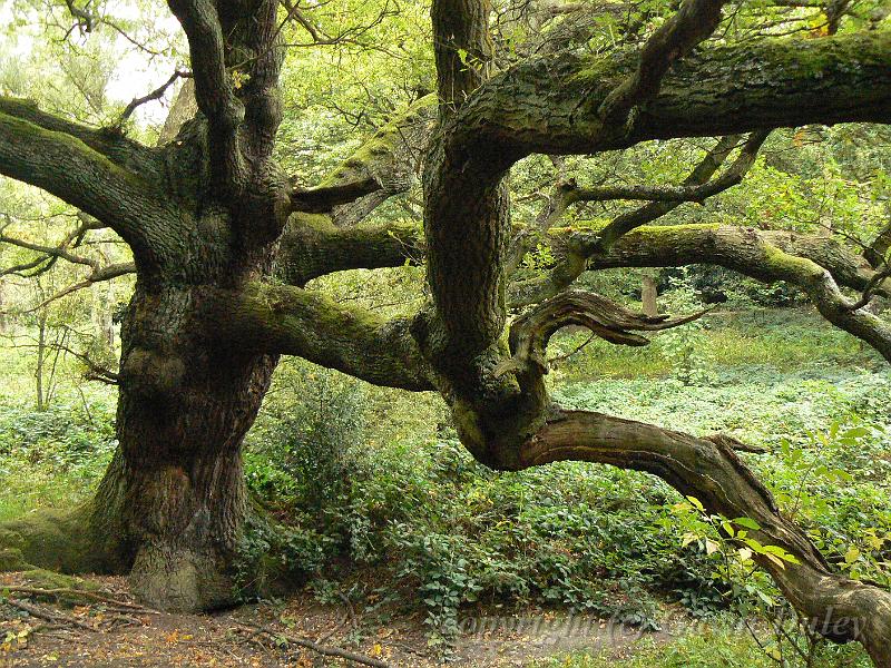 Ancient tree, Hampstead Heath P1140649.JPG